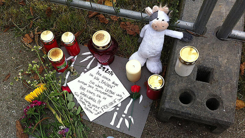 Tierschützer gedachten der erschossenen Kuh damals mit Blumen, Kerzen und einer mahnenden Botschaft. Tierschützer gedachten der erschossenen Kuh damals mit Blumen, Kerzen und einer mahnenden Botschaft.