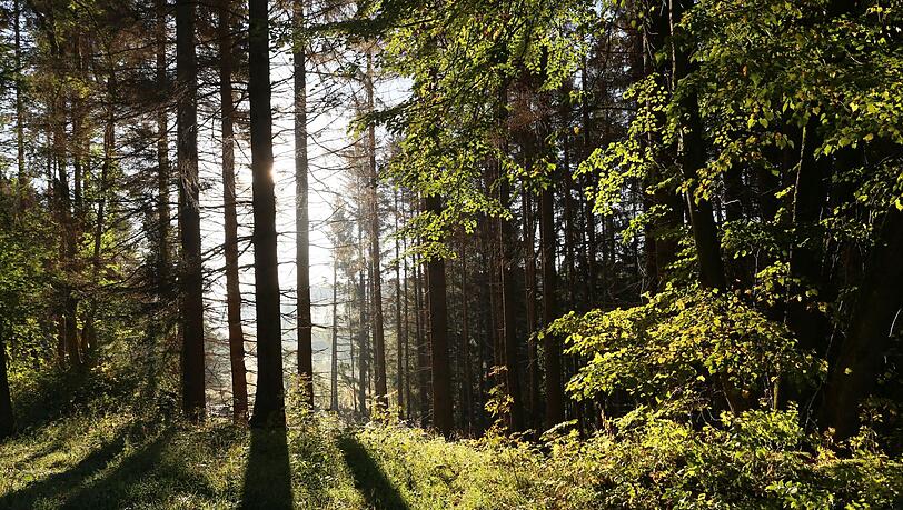 Die Sonne scheint in einem Wald zwischen Bäumen hindurch.