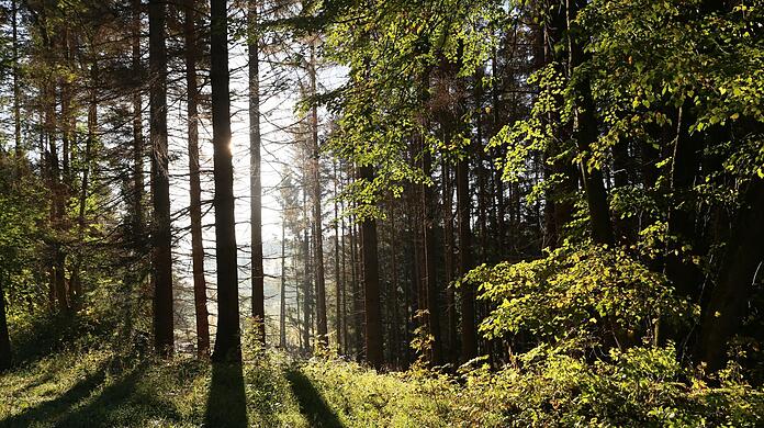 Die Sonne scheint in einem Wald zwischen Bäumen hindurch.