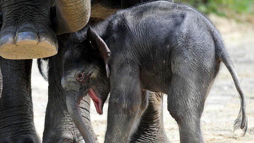 Im Tierpark Hellabrunn wurde ein Elefanten-Baby geboren. Aus diesem Anlass gibt's hier wissenswertes über Elefanten. Im Tierpark Hellabrunn wurde ein Elefanten-Baby geboren. Aus diesem Anlass gibt's hier wissenswertes über Elefanten.