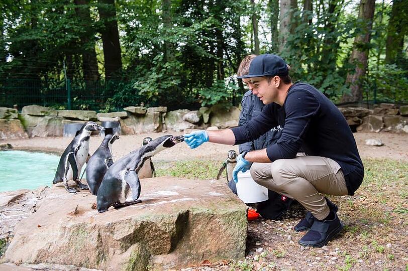 Beim Zoo-Tag des BVB-KidsClub: Ihrem Freund Mario Götze fressen die Pinguine sogar aus der Hand.