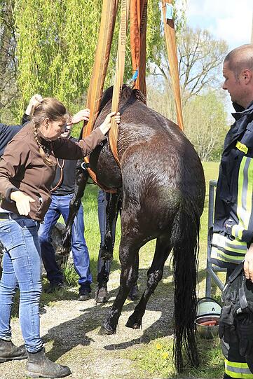 Die Shetland-Stute "Hastika" konnte von den Feuerwehrleuten gerettet werden.