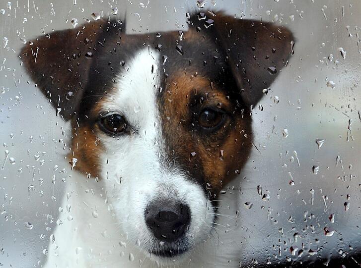 Wahres Hundewetter in München: Da bleibt auch dieser Vierbeiner lieber drinnen.