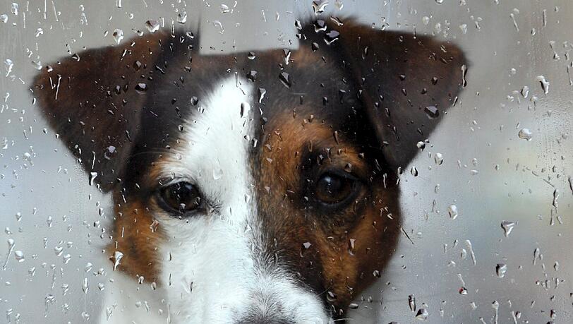 Wahres Hundewetter in München: Da bleibt auch dieser Vierbeiner lieber drinnen.
