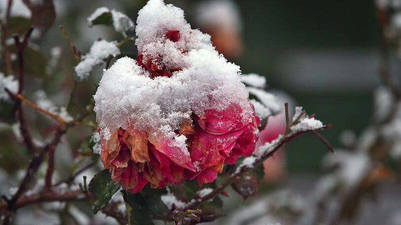 Rosenblüten im Winterkleid.