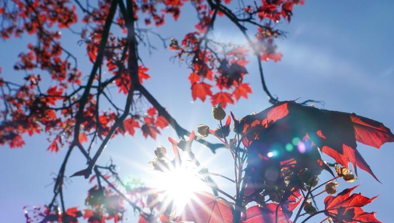Die Sonne strahlt durch die roten Blätter eines Rot-Ahorns. Foto: Peter Endig/dpa-Zentralbild/dpa/Symbolbild Die Sonne strahlt durch die roten Blätter eines Rot-Ahorns. Foto: Peter Endig/dpa-Zentralbild/dpa/Symbolbild