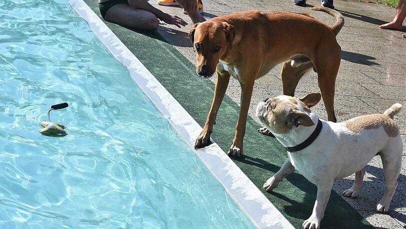 "Sollen wir reinspringen?" Beim Hundebadetag dürfen Vierbeiner sich im Dantebad erfrischen.