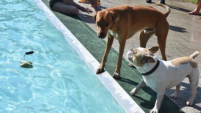 "Sollen wir reinspringen?" Beim Hundebadetag dürfen Vierbeiner sich im Dantebad erfrischen.