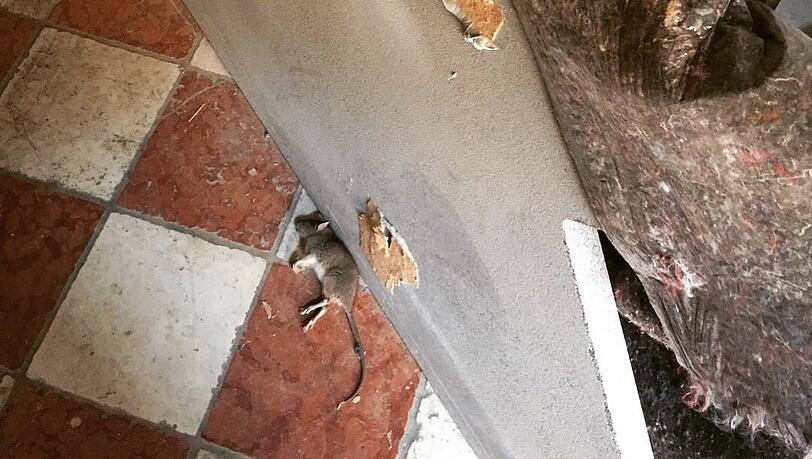 Eine tote Ratte in einer leeren Wohnung. Eine tote Ratte in einer leeren Wohnung.