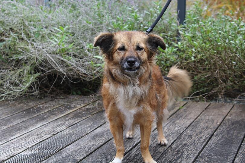 Agapi (7) ist eine bellfreudige, wachsame Hundedame, die eine konsequente Führung braucht. Besitzer und Gegenstände verteidigt sie, ansonsten ist die Mischlingshündin verschmust. Sie möchte als Einzelhündin in ruhiger Umgebung gehalten werden.