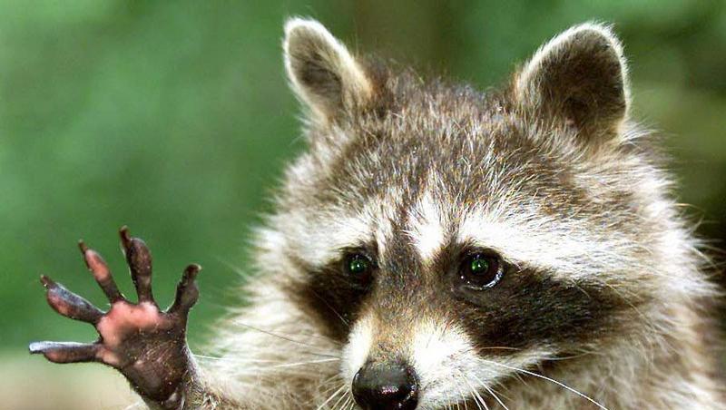 Ein Waschbär verirrte sich auf ein baugerüst in Augsburg Ein Waschbär verirrte sich auf ein baugerüst in Augsburg
