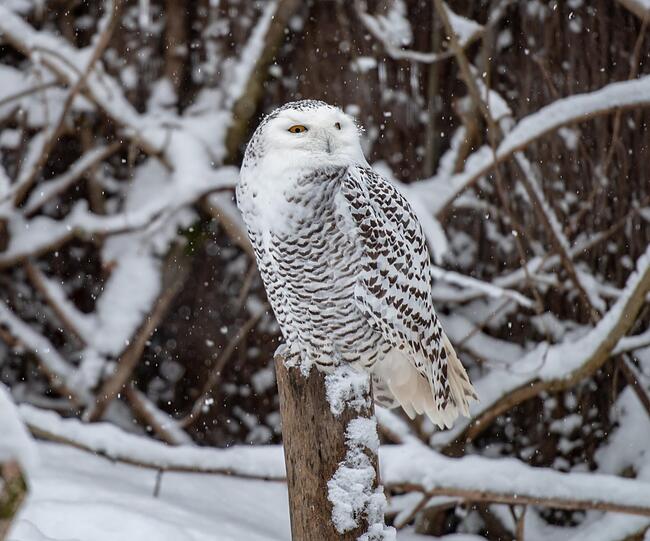 Die Schneeeule beobachtet das winterlichen Treiben gelassen.