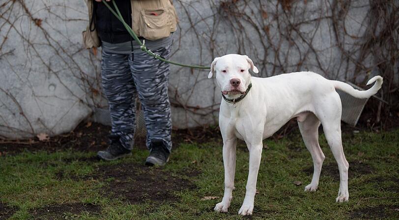 Kategorie 2: Dogo Argentino