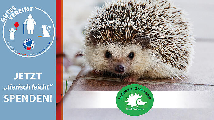 Immer mehr Igel sind auf Hilfe angewiesen, gerade Babys und Jungigel.