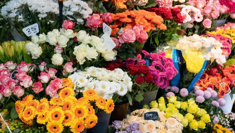 Besonders zufrieden ist der Zentralverband Gartenbau mit dem Absatz von Schnittblumen, der ein gutes Drittel des Gesamtmarktes ausmacht. Besonders zufrieden ist der Zentralverband Gartenbau mit dem Absatz von Schnittblumen, der ein gutes Drittel des Gesamtmarktes ausmacht.