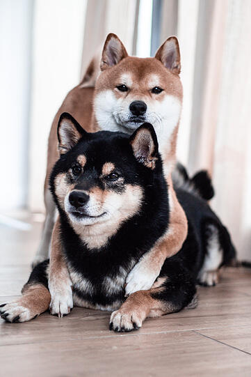 Haku (rot) und Koji (schwarz)