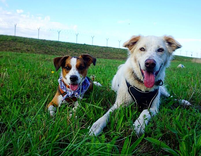 Hunde Chopi und Ida