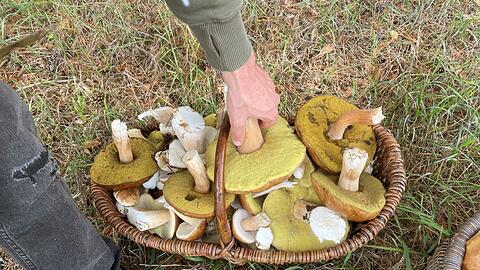 Zahlreiche Pilze liegen in dem Korb eines Pilzsammlers. Der Herbst verspricht mit zunehmenden Niederschlägen eine gute Pilzsaison.