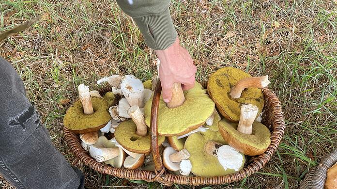 Zahlreiche Pilze liegen in dem Korb eines Pilzsammlers. Der Herbst verspricht mit zunehmenden Niederschlägen eine gute Pilzsaison.
