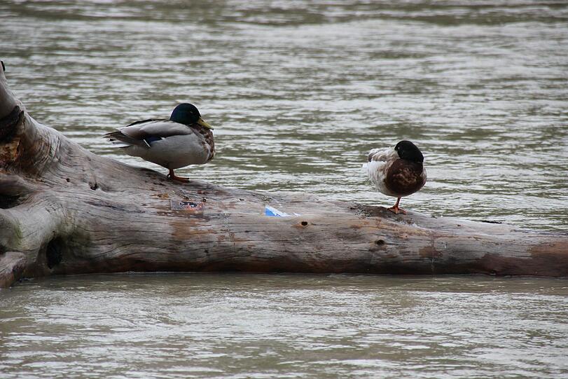 Die Isar führt Hochwasser: Die Bilder!