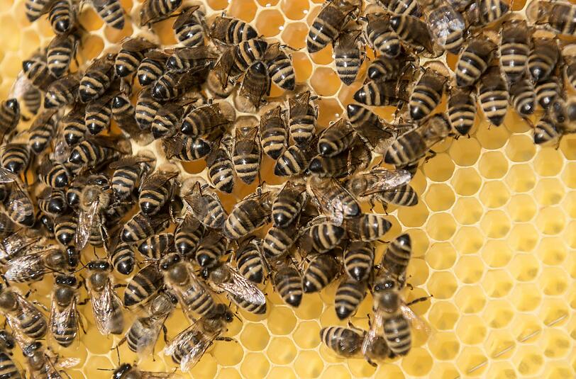 Die Wetterbedingungen des Jahres 2016 waren für die Bienen nicht besonders gut. Foto: Daniel Maurer