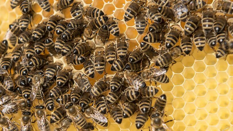 Die Wetterbedingungen des Jahres 2016 waren für die Bienen nicht besonders gut. Foto: Daniel Maurer Die Wetterbedingungen des Jahres 2016 waren für die Bienen nicht besonders gut. Foto: Daniel Maurer