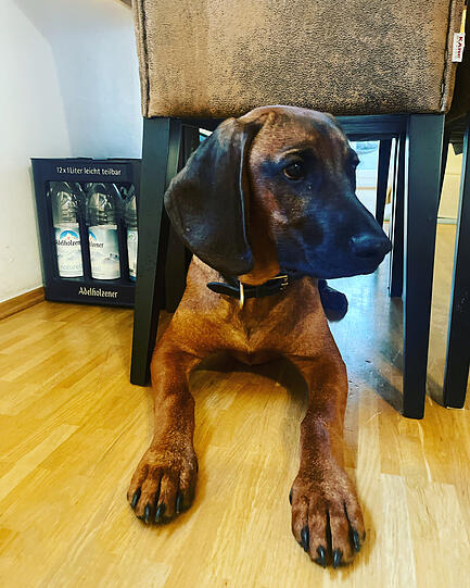 Carlos