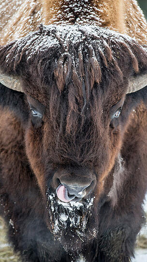 Auch das Bison lebt im Tierpark.