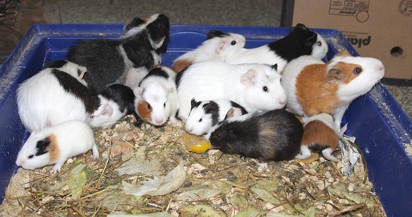 In diesen Käfig quetschten sich die 17 Meerschweinchen.