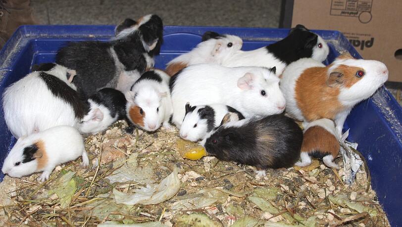 In diesen Käfig quetschten sich die 17 Meerschweinchen. In diesen Käfig quetschten sich die 17 Meerschweinchen.