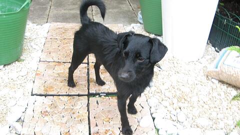 Der 12-jährige Rüde wird seit Dienstag vermisst. Wo befindet sich der zutrauliche Hund derzeit? Das Tierheim München nimmt alle Hinweise entgegen.
