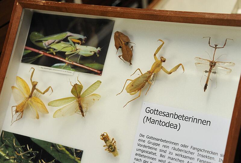 Gottesanbeterinnen. Über 25.000 Exponate präsentierte die Zoologische Staatssammlung am Samstag bei ihrem Tag der Offenen Tür. Die Bilder.