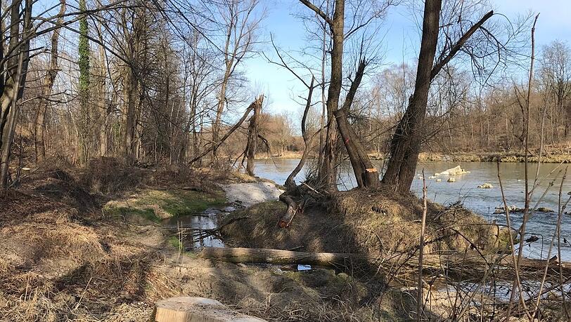 Die Weide auf der kleinen Isarinsel in Freimann ist gekappt, vorn fehlt ein uralter Baum, dessen Stumpf kerngesund aussieht. Auch rundherum: totaler Kahlschlag.
