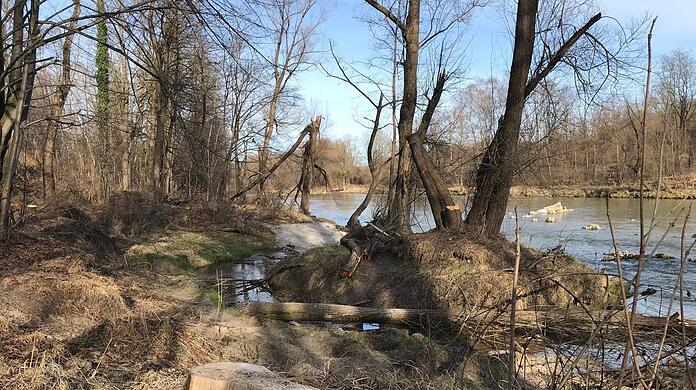 Die Weide auf der kleinen Isarinsel in Freimann ist gekappt, vorn fehlt ein uralter Baum, dessen Stumpf kerngesund aussieht. Auch rundherum: totaler Kahlschlag.