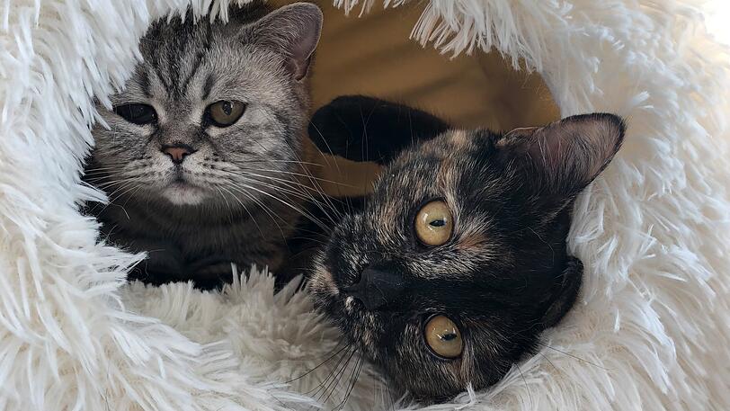Katzen Nuka und Brille (Britisch Kurzhaar)