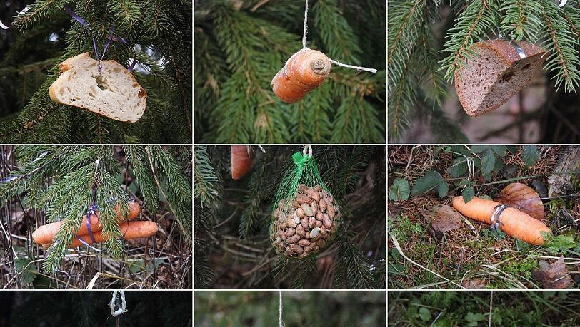 Einen Christbaum der besonderen Art hat AZ-Leser Rainer Ziegowski gefunden. Die Tiere wird's freuen. Einen Christbaum der besonderen Art hat AZ-Leser Rainer Ziegowski gefunden. Die Tiere wird's freuen.