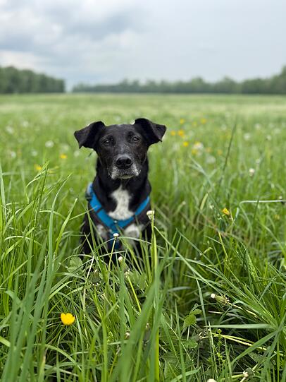 Cookie: Vom Tierschutzbund kam er mit 6 Jahren zu uns und ist mittlerweile unser Trainingshund. Er liebt vor allem Menschen und Kinder (trotz schlechter Erfahrungen).