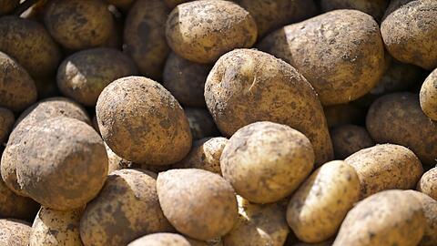 Nach einer sehr guten Ernte im Vorjahr lief es heuer f&uuml;r die Kartoffelbauern in Bayern schlechter. Aber die Erzeugerpreise sind h&ouml;her. (Symbolbild)