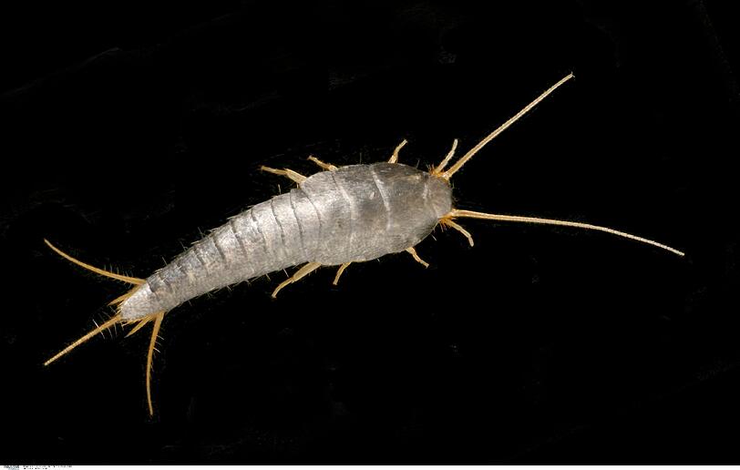 Silberfischchen gibt es seit über 300 Millionen Jahren. Sie ernähren sich vor allem von Zucker und Kohlenhydraten. Fotos: Feindt, privat