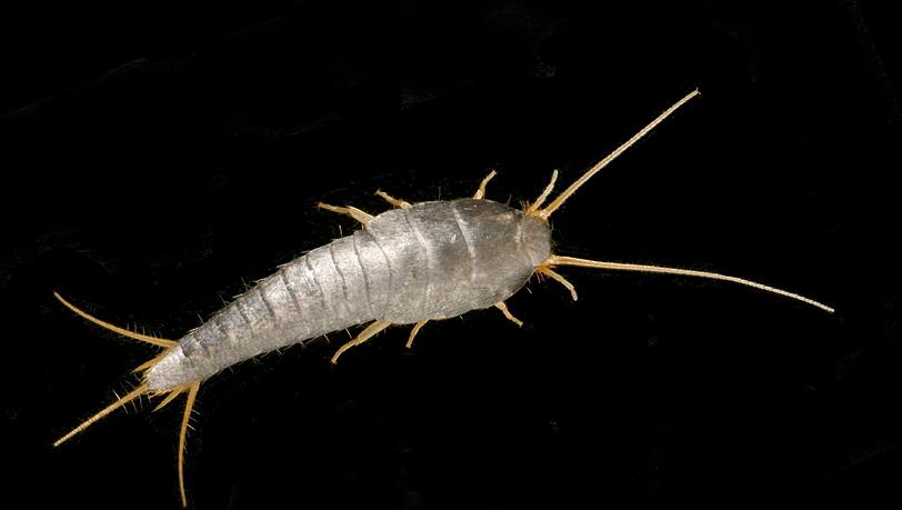 Silberfischchen gibt es seit über 300 Millionen Jahren. Sie ernähren sich vor allem von Zucker und Kohlenhydraten. Fotos: Feindt, privat Silberfischchen gibt es seit über 300 Millionen Jahren. Sie ernähren sich vor allem von Zucker und Kohlenhydraten. Fotos: Feindt, privat