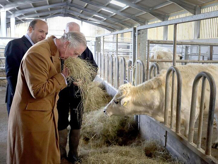 Ist das Heu gut? Prinz Charles geht der Sache in einem Kuhstall in Llandeilo (Wales) auf den Grund.