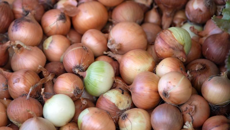 Gemüsebauern in Deutschland haben trotz der Trockenheit 2019 einen besseren Ertrag eingefahren als ein Jahr zuvor. Gemüsebauern in Deutschland haben trotz der Trockenheit 2019 einen besseren Ertrag eingefahren als ein Jahr zuvor.