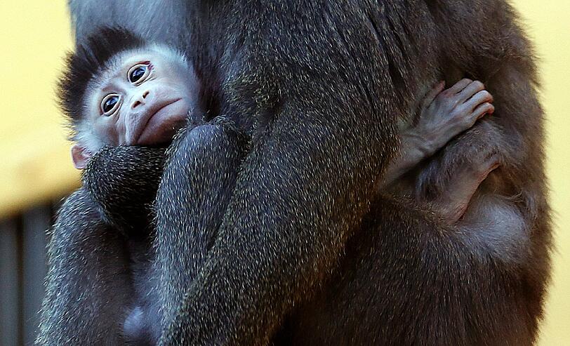 Bilder vom neuen Drill-Baby im Tierpark Hellabrunn