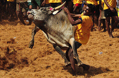 Ein junger Mann versucht einen Stier bei der Veranstaltung "Jallikattu" zu fangen. Eigentlich ist Stierkampf im Süden Indiens Verboten. Jetzt ist es durch eine Entscheidung des höchsten Gerichts des Landes wieder erlaubt.