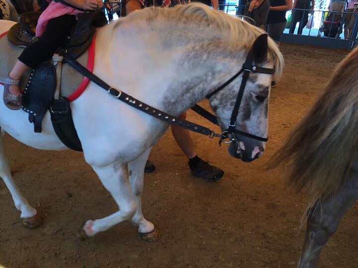 Für die vier geretteten Ponys ist das Leid im "Ponykarussell" vorbei. Auf der Wiesn wird es jedoch wieder zwei Reitbahnen geben.