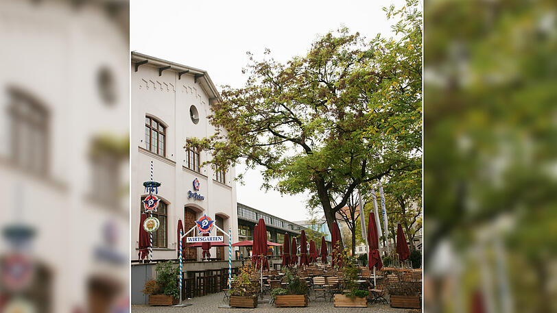 Servus, Schattenspender. Die große Robinie vorm Pschorr an der Schrannenhalle kommt heute weg.