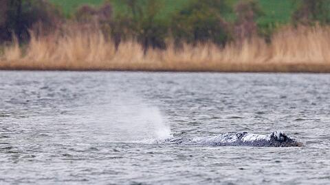 Der vor Poel liegende Buckelwa&ouml; bl&auml;st Atemluft aus.