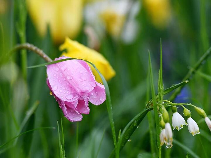 Regentropfen auf Blüten im bayerischn Nußdorf.