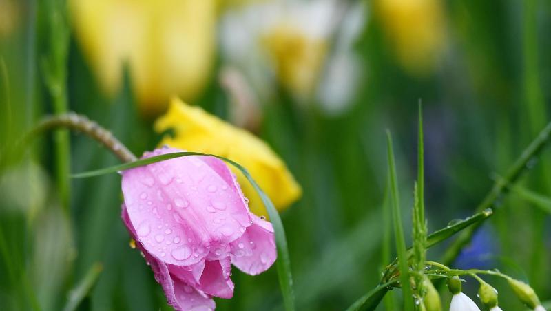 Regentropfen auf Blüten im bayerischn Nußdorf. Regentropfen auf Blüten im bayerischn Nußdorf.