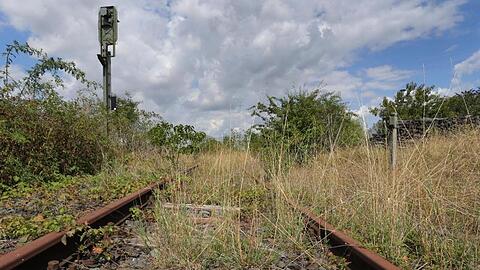 Teilweise zugewuchert ist das Gleisbett der stillgelegten Bahnstrecke Schweinfurt-Kitzingen.